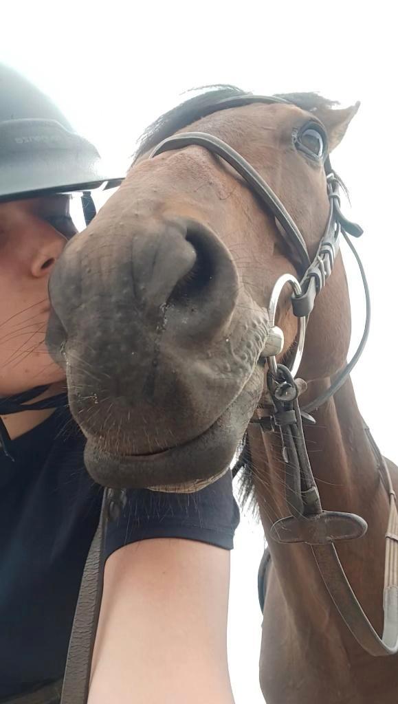 Vriendje gezocht, Dieren en Toebehoren, Pony's