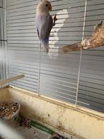 agapornis licht blauw