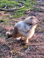 2 mooie zijdehoen hanen , grijze kleur, Dieren en Toebehoren, Mannelijk, Kip