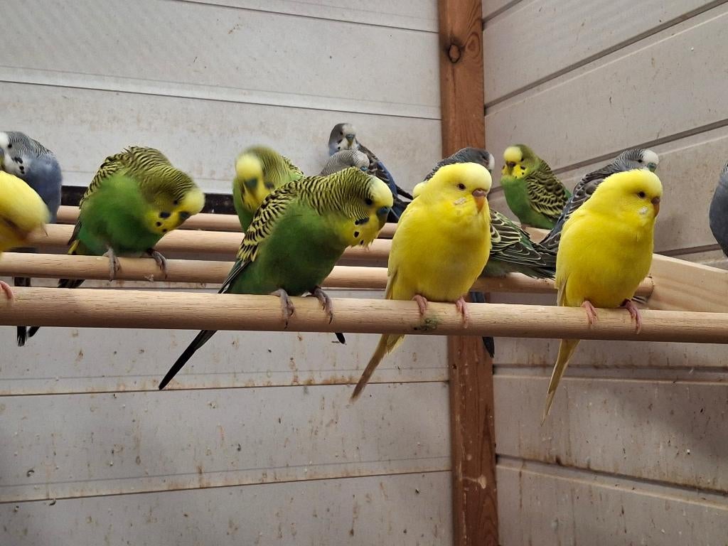 Grasparkieten jonge 2026 en nog enkele koppels, Plusieurs animaux, Perruche, Bagué