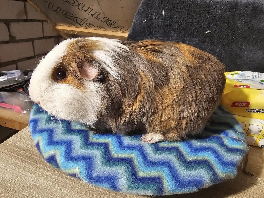 Diverse jonge sheltie cavias. Beren en zeugen., Dieren en Toebehoren, Knaagdieren, Februari, Meerdere dieren, Tam