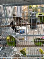 11 grasparkieten mix