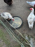 barbarie eenden, Dieren en Toebehoren