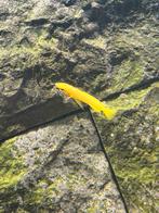 Baby citroen cichlide