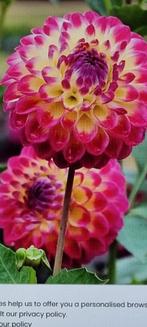 Dahlia happet dream, Ophalen of Verzenden, Voorjaar, Volle zon, Bloembol