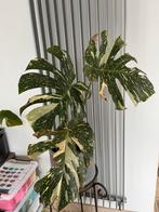 Monstera thai constellation, Enlèvement
