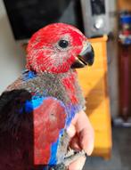 Jonge edelpapegaai (2x pop) ( 1 gereserveerd), Dieren en Toebehoren, Vogels | Parkieten en Papegaaien, Geringd