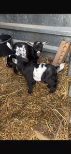 Te koop 2 lammetjes bokjes, Dieren en Toebehoren, Schapen, Geiten en Varkens, Mannelijk, Geit, 0 tot 2 jaar