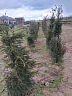 Lot 40 Taxus voor 250 euro, Tuin en Terras, Planten | Struiken en Hagen, Ophalen, Taxus, 100 tot 250 cm