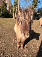 Goede thuis gezocht voor merrietje, Dieren en Toebehoren, Pony's, Niet van toepassing, 0 tot 2 jaar, A pony (tot 1.17m), Recreatiepony