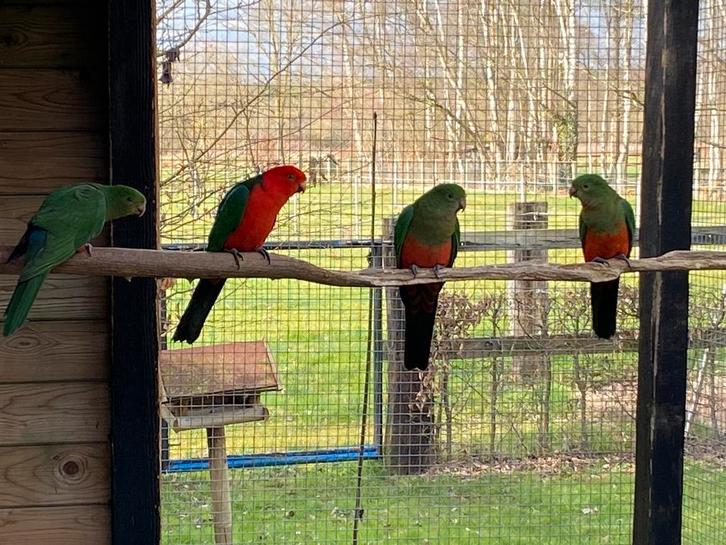 Koningsparkieten 2025, Dieren en Toebehoren, Vogels | Parkieten en Papegaaien, Tam