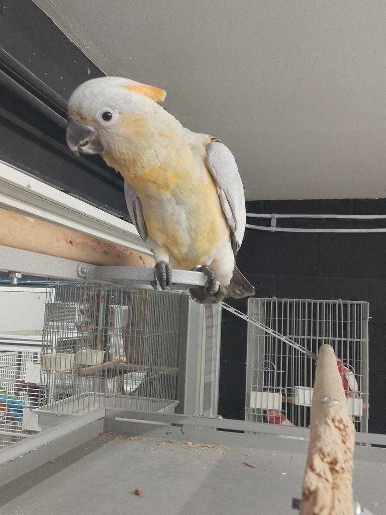 Young Tame Hybrid Cockatoos pour hommes, Sexe inconnu, Perroquet, Domestique