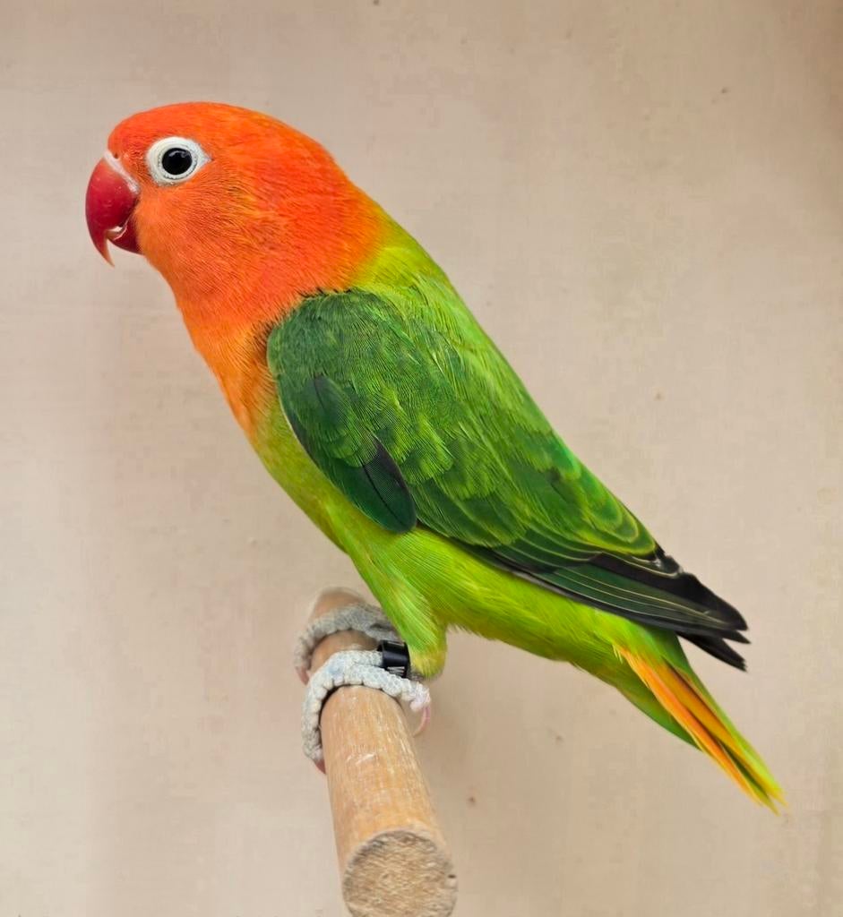 Groen Opaline split/Ino Fischeri man met dna 2025, Mannelijk, Dwergpapegaai of Agapornis, Geringd