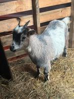 Te koop dwerggeitje mieke 1 jaar oud, Animaux & Accessoires