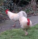 Gratis haantjes Bassette, Dieren en Toebehoren, Mannelijk, Kip