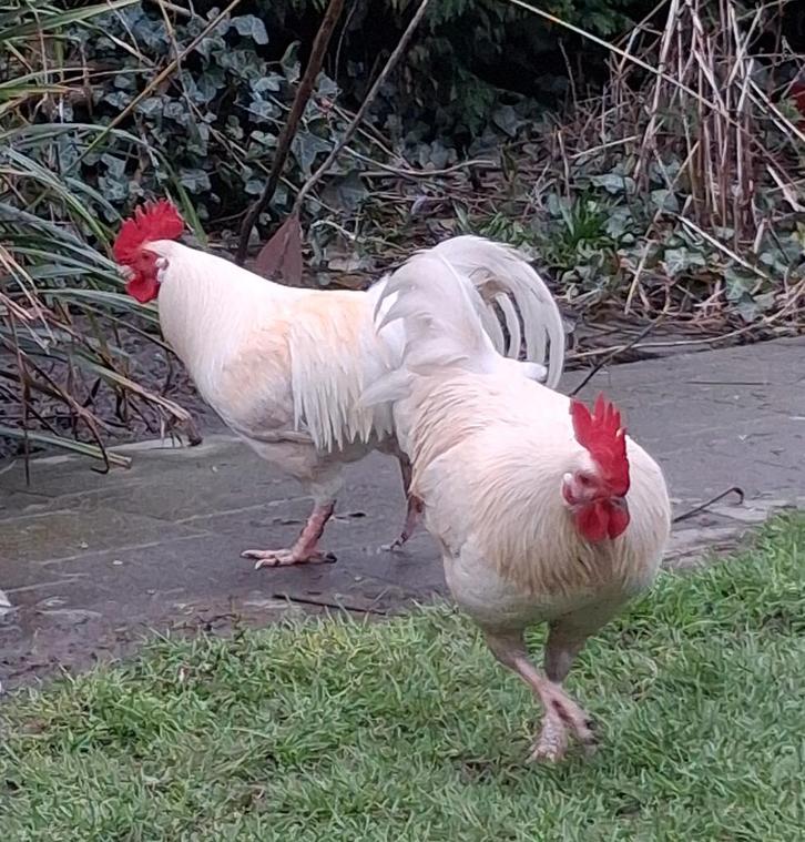 Gratis haantjes Bassette, Animaux & Accessoires, Volatiles, Poule ou poulet, Mâle