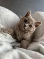 Britse korthaar, Poes, Gechipt, 0 tot 2 jaar