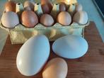 Verse eieren!, Diversen, Levensmiddelen, Ophalen of Verzenden