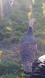 Kalkoenen hennetjes + 1 kuikens hennetjes van 4 mand oud