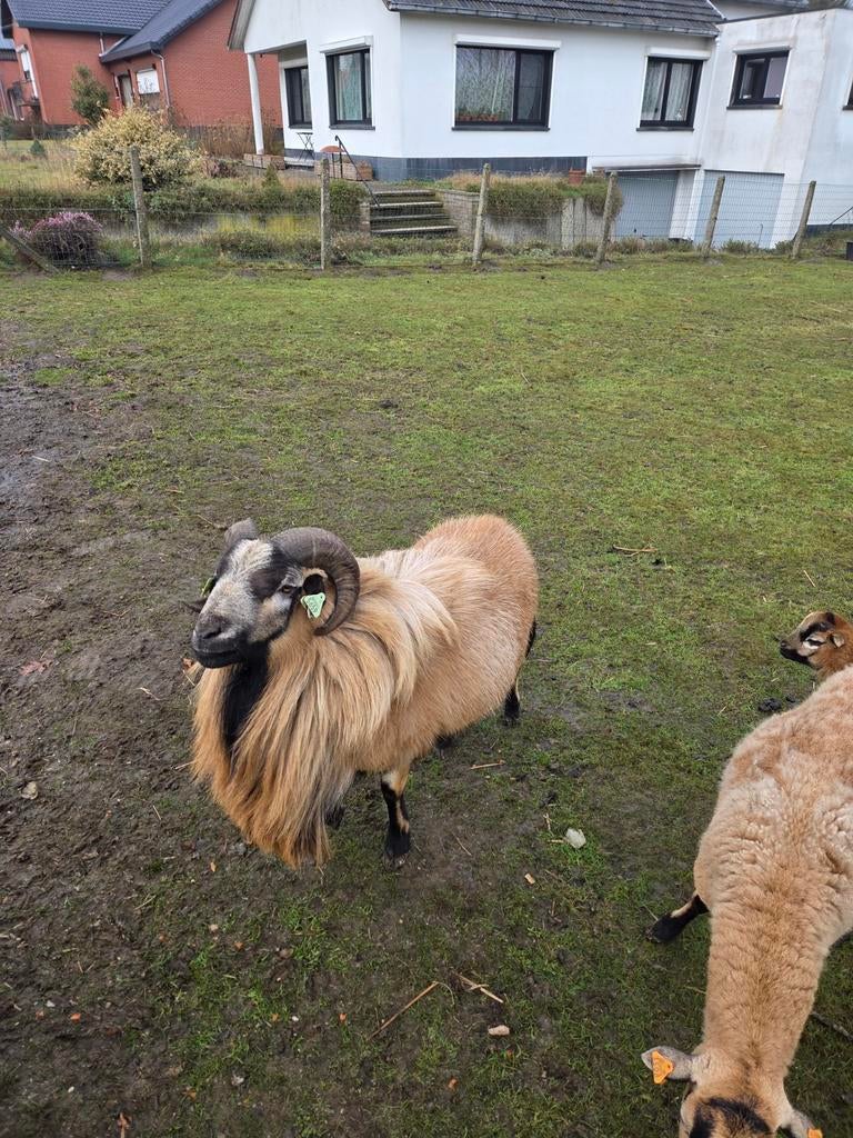 Kameroen schapenbok, Dieren en Toebehoren, Schapen, Geiten en Varkens, Mannelijk, Schaap, 3 tot 5 jaar