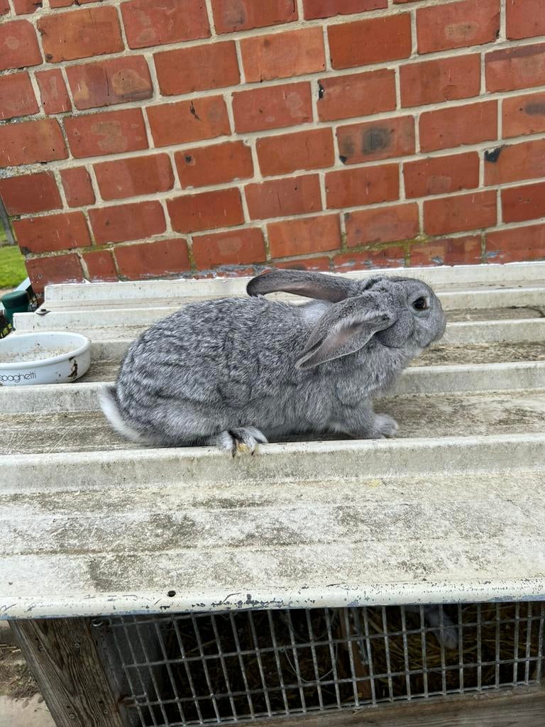 Duitse reuzen te koop!, Dieren en Toebehoren, Konijnen, Meerdere dieren, Groot, 0 tot 2 jaar