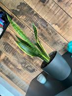 sansevieria, Huis en Inrichting, Kamerplanten, Ophalen