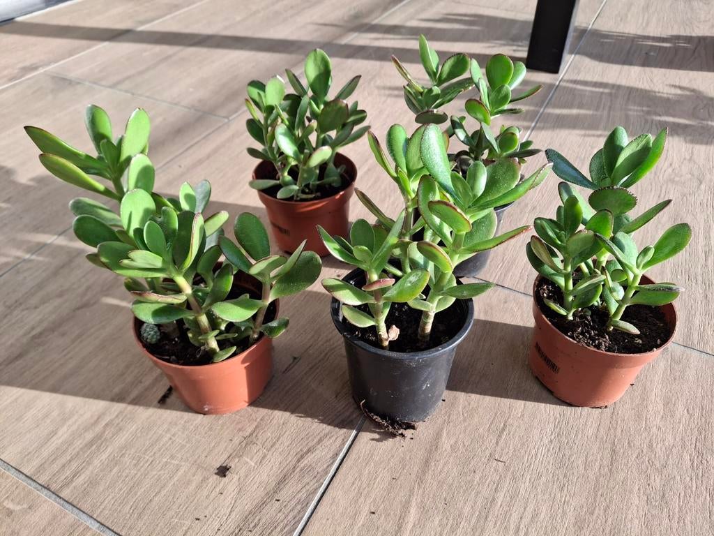 Crassula ou plante de jade, Enlèvement