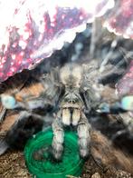 Psalmoeus cambridgei (female)