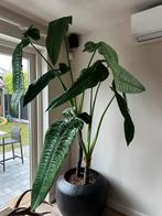 Belle plante artificielle, Enlèvement