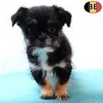 Yorkinese (Pékinois X Yorkshire) chiots à vendre, Commerçant, Chien (mâle), Autres races, Belgique