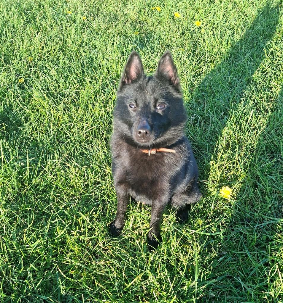 Schipperke reutje, Dieren en Toebehoren, Honden | Herdershonden en Veedrijvers, Reu, Herder, Fokker | Hobbymatig, Eén hond, België
