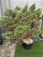 Abies picea, Ophalen