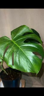 Monstera Deliciosa - M size, Enlèvement, Moins de 100 cm