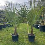 ‼️palmbomen trachycarpus fortunei aan stuntprijzen ‼️, Enlèvement