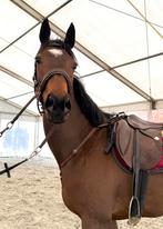 Toffe 5j merrie normale prijs, Dieren en Toebehoren, Paarden, Merrie