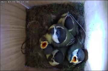 Nestkast met wifi camera beschikbaar voor biedingen