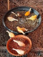 jonge kanaries, Dieren en Toebehoren