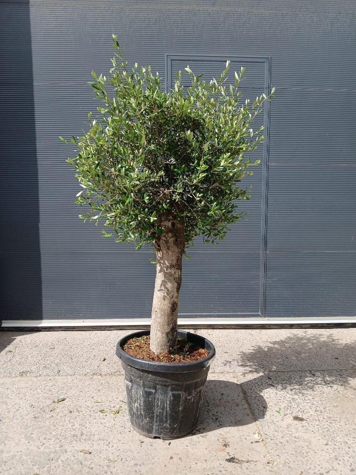 Olijfboom - olijfstruik, Tuin en Terras, Planten | Tuinplanten, Ophalen