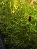 Guppygras najas, Dieren en Toebehoren, Ophalen