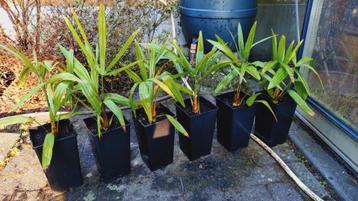 Winterharde Palmen trachycarpus fortunei  beschikbaar voor biedingen
