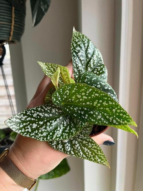 Begonia Snowcap 1, Maison & Meubles, Plantes d'intérieur, Enlèvement ou Envoi