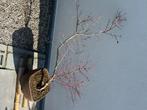 Acer Palmatium Bonsai, Tuin en Terras, Ophalen, In pot, Overige soorten