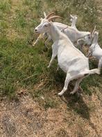 Melkgeiten, Animaux & Accessoires, Moutons, Chèvres & Cochons