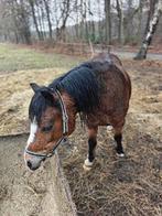 Project Welsh mountain stamboek merrie, Dieren en Toebehoren, Pony's, Merrie, B pony (1.17m tot 1.27m), 11 jaar of ouder, Recreatiepony