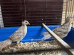 goudfazant - natuurbroed, Dieren en Toebehoren, Pluimvee