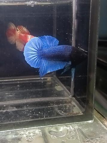 Showkwaliteit betta man Royal blue beschikbaar voor biedingen