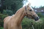 Palomino merrie 18j, Dieren en Toebehoren, Paarden, Merrie, Minder dan 160 cm, B, Ontwormd