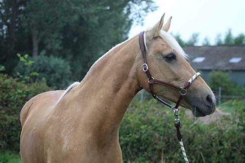 Palomino merrie 18j, Dieren en Toebehoren, Paarden, Merrie, B, Minder dan 160 cm, 11 jaar of ouder, Recreatiepaard, Ontwormd, Ingeënt
