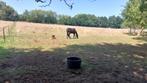 weide met stal te huur in Aarschot (Haterbeek), Weidegang, 2 of 3 paarden of pony's