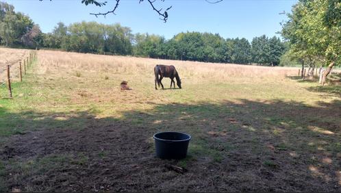 weide met stal te huur in Aarschot (Haterbeek), Dieren en Toebehoren, Stalling en Weidegang, Stalling, Weidegang, 2 of 3 paarden of pony's